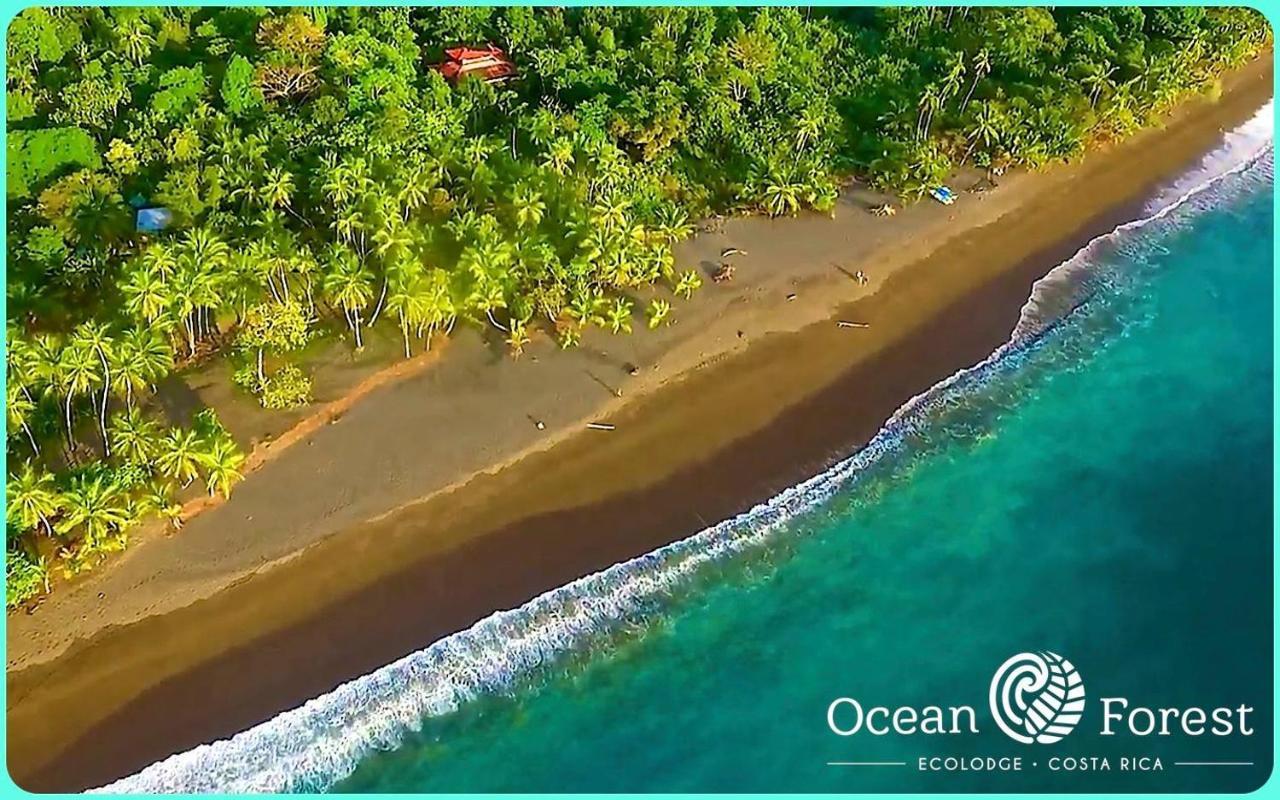 Ocean Forest Ecolodge San Pedrillo Eksteriør billede
