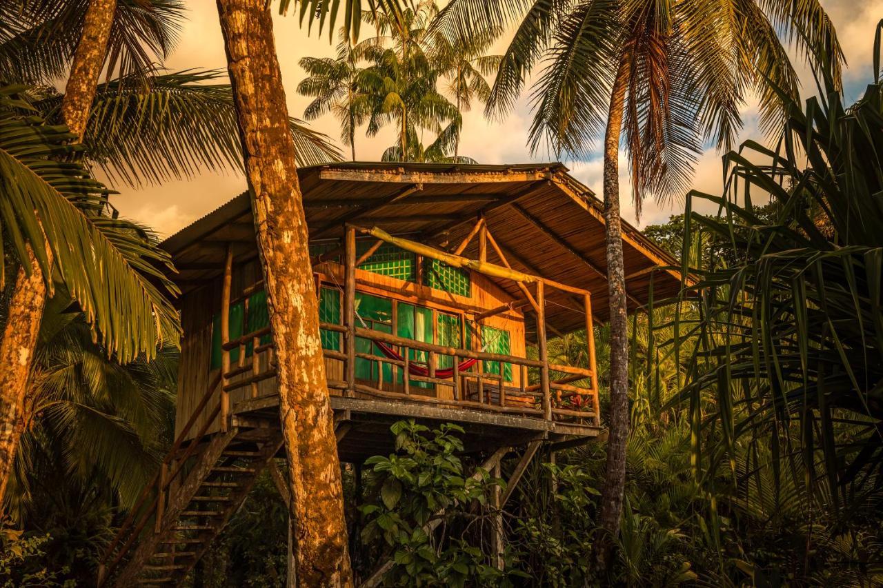 Ocean Forest Ecolodge San Pedrillo Eksteriør billede