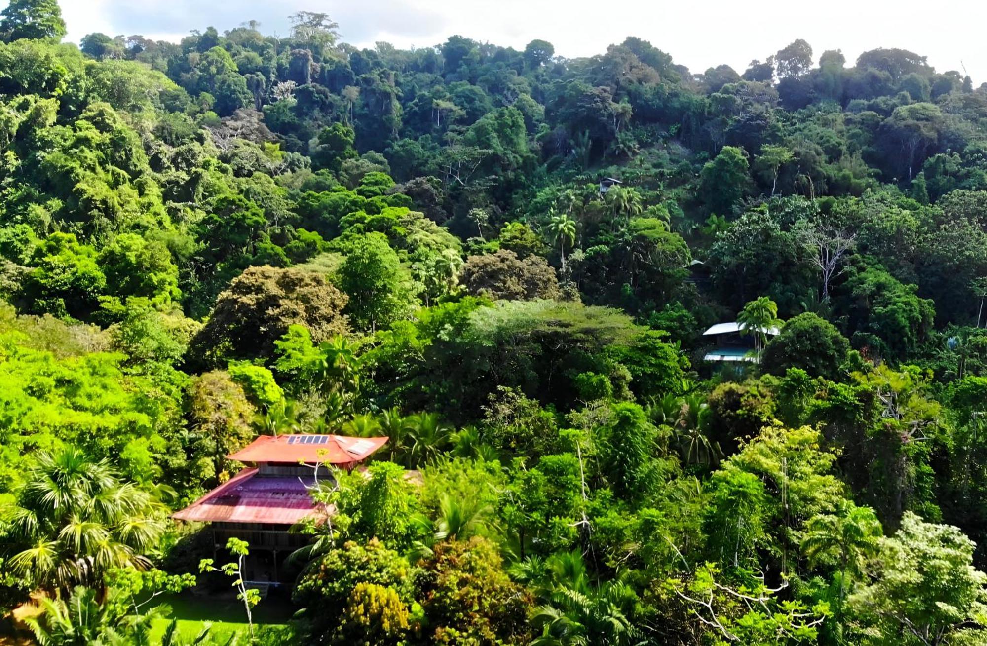 Ocean Forest Ecolodge San Pedrillo Eksteriør billede